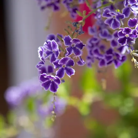 Malaga Hills Double Comfort Boutique & Wellness Eco-hotel -adults Only- * Cómpeta